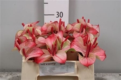 Anth Pr Ama Hot Lips 35cm 7cm Ø