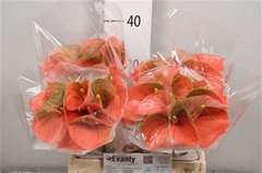 Anth A Peachy Love 35cm