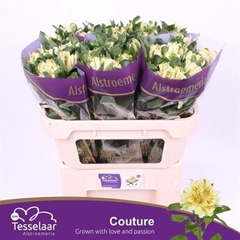 Alst Fash Couture 70cm