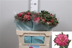 Alstr Fash Sofiena 70cm 55gram