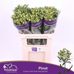 Alst Fl Pinot 75cm 26+