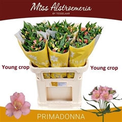 Alstr Primadonna 75cm 85gram 4+