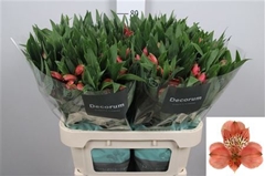 Alstr Estee 75cm 70gram 6+