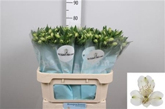 Alstr White Swan 75cm 100gram 5+