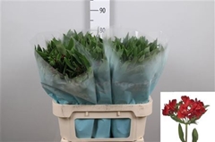 Alstr Rockstar 75cm 80gram 4+