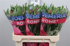 Alstr Rome 75cm 80gram 5+