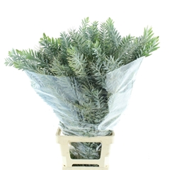 Acac H Clair Lune Bs 100cm 400gram