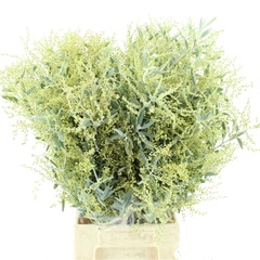 Acac X Hamburyana Bs 60cm 200gram
