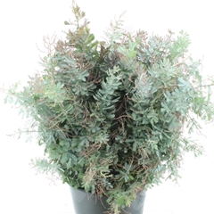 Acacia Baileyana 60cm 200gram