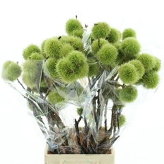 Castanea Sativa 60cm 400gram