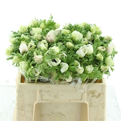 Anem Co Marianne Whi 35cm