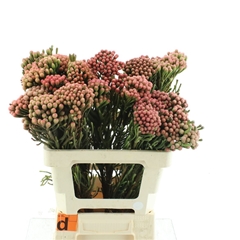 Brunia Laevis 60cm