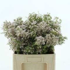 Chame Uncinatum Ov 60cm 60gram 23