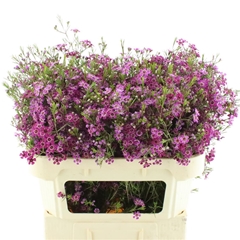 Chame Purple Rain 70cm 55gram 23