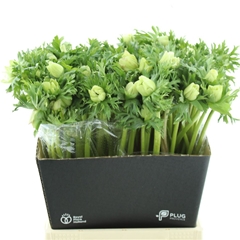 Anem Co Marianne Pan 40cm