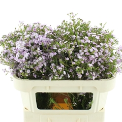 Chame Un Danc Queen 70cm 60gram 23