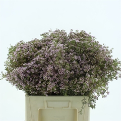 Chame Un Orchid 60cm 45gram 23