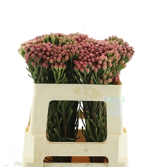 Brunia Laevis 50cm