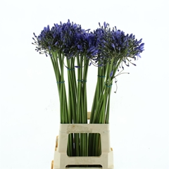 Agap Dr. Brouwer 65cm
