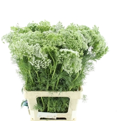 Ammi Visnaga 70cm