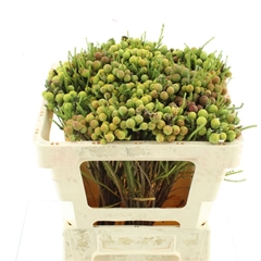 Berzelia Abrotanoide 50cm