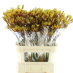 Anigoz Gold Fever 80cm