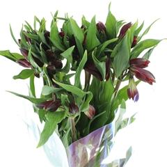 Alstr Red Delight 80cm 50gram 6+