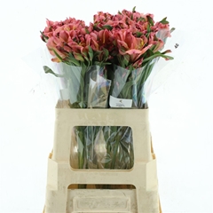 Alstr Fash Pink 70cm 50gram 6+