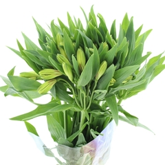 Alstr Sunny Rebecca 80cm 50gram 6+