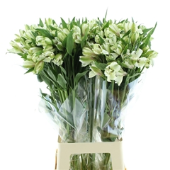 Alstr Virginia 80cm 50gram 6+