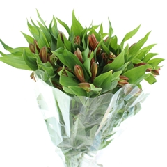 Alstr Orange Queen 80cm 50gram 6+