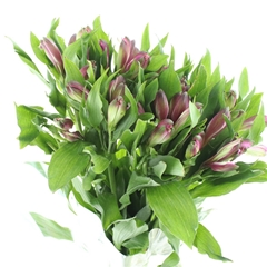 Alstr Floriano 80cm 50gram 6+