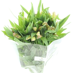 Alstr Primadonna 80cm 50gram 6+