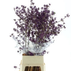 Callicarpa Bod Profu 130cm