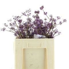 Callicarpa Bod Profu 60cm