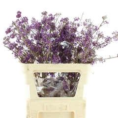Callicarpa Bod Profu 80cm