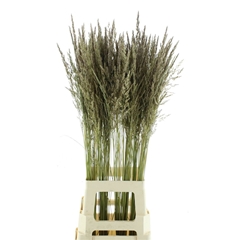 Calamagrostis Brachy 95cm