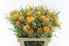 Banksia Formosa 60cm