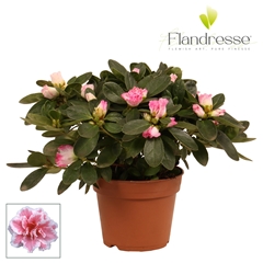 Rhodo Si Hulsten 12Ø 25cm