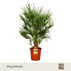 Chamaer Humilis 30Ø 160cm