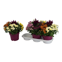 Perkpl Gem In Pot 19Ø 38cm