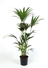 Howea Forsteriana 24Ø 120cm