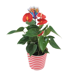 Anthu A Jambo Red 12Ø 45cm