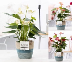 Anthu An Mixkar 12Ø 45cm