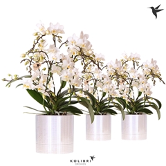 Phal Mf Ov Wit 9Ø 40cm