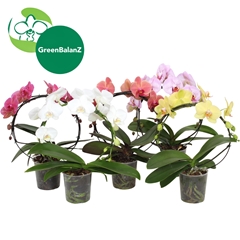 Phal Gr Circlez 12Ø 50cm