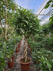 Fic Be Exotica 55Ø 270cm