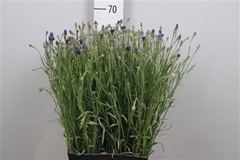 Centau Cyanus 65cm