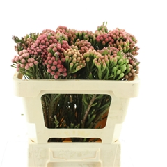 Brunia Laevis 50cm