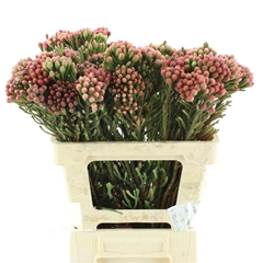 Brunia Laevis 60cm